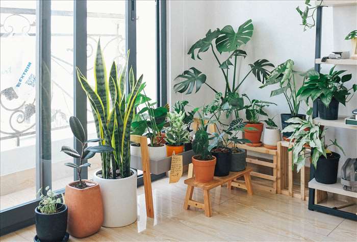 En quoi la location de plantes est bénéfique pour vos événements?